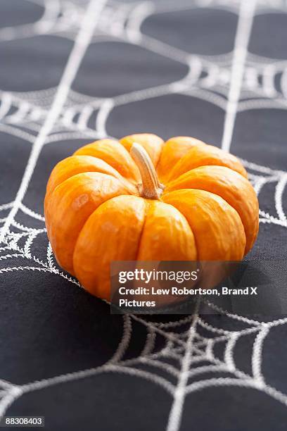 miniature pumpkin - miniature pumpkin stock pictures, royalty-free photos & images