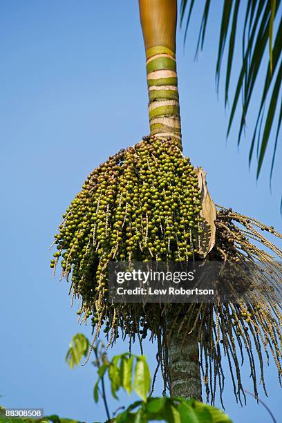 acai palm with berries - acai stock-fotos und bilder