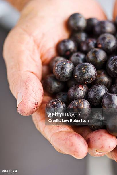hand with acai berries - acai ストックフォトと画像