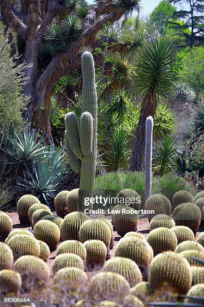barrel and saguaro cactus in desert - echinocactus stock pictures, royalty-free photos & images