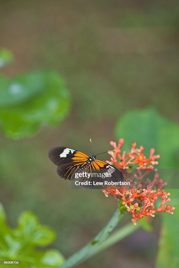 Butterfly on flower