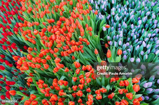 mult colored tulips in amsterdam - dam stock-fotos und bilder