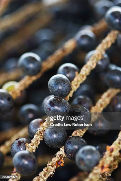 acai berries - acai berries stockfoto's en -beelden