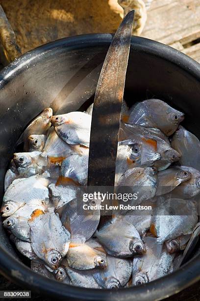 bucket of piranha - caribe stock pictures, royalty-free photos & images