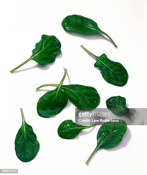baby spinach leaves - espinaca fotografías e imágenes de stock