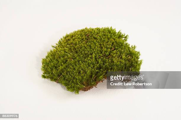 mood moss - moss stock pictures, royalty-free photos & images