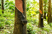 Rubber Tree (Hevea brasiliensis) Tapping Sap