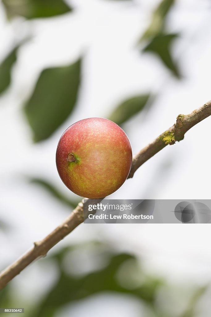 Camu camu on branch