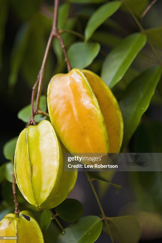 Starfruit ripening