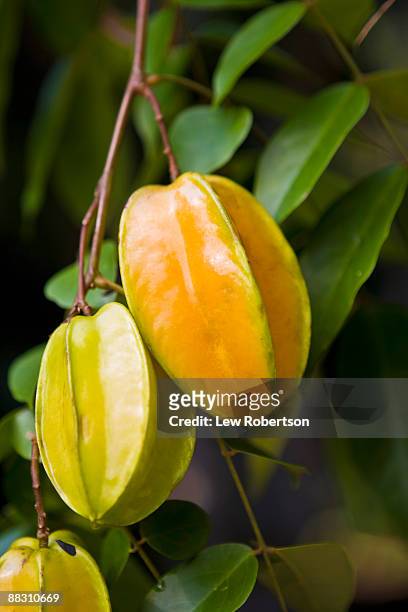 starfruit ripening - starfruit stock pictures, royalty-free photos & images