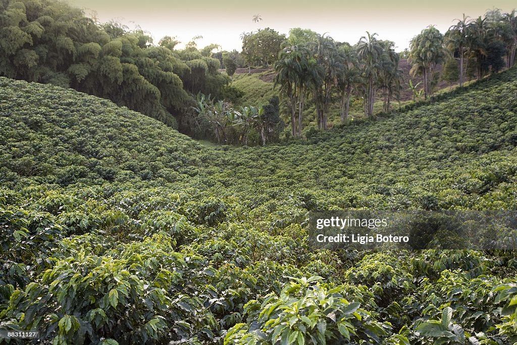 Coffee plantation, Quindio, Columbia