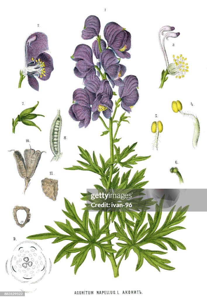 Medicinal and Herbal Plants