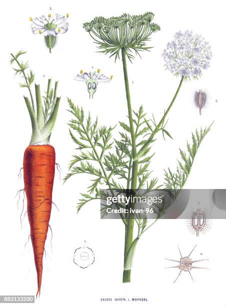 ilustrações de stock, clip art, desenhos animados e ícones de medicinal and herbal plants - carrot