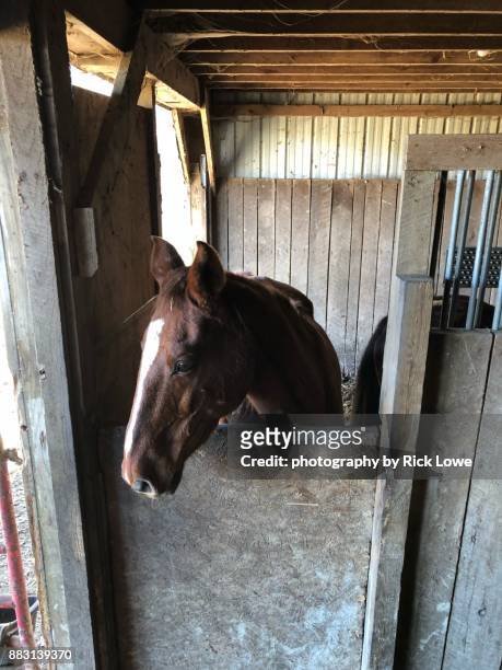 horse in a barn - blaze pattern animal marking stock pictures, royalty-free photos & images