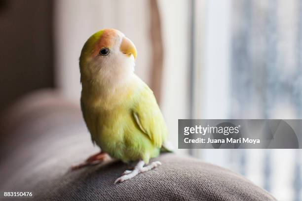 parrot staring out the window - nutztier oder haustier stock-fotos und bilder