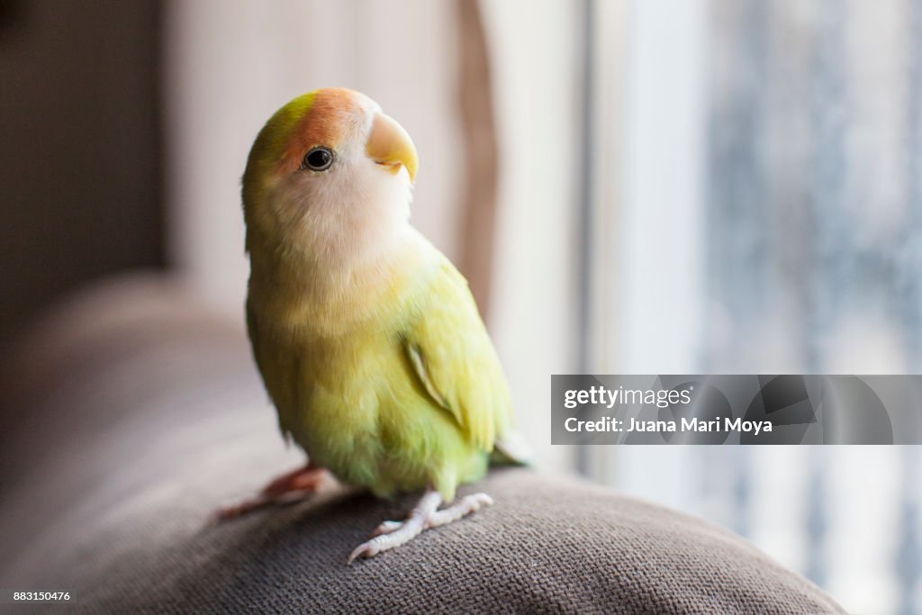 Parrot staring out the window