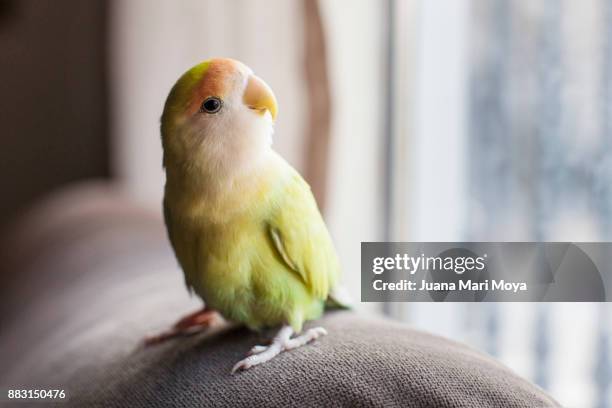 parrot staring out the window - papegoja bildbanksfoton och bilder