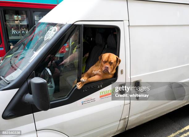 relaxed mastiff roxy, at work in london - van front view stock pictures, royalty-free photos & images