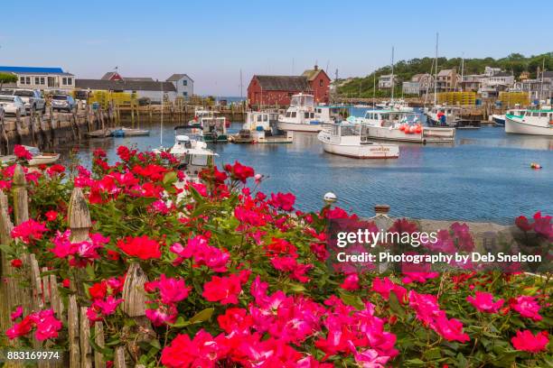 roses and rockport harbor - fishing village 個照片及圖片檔