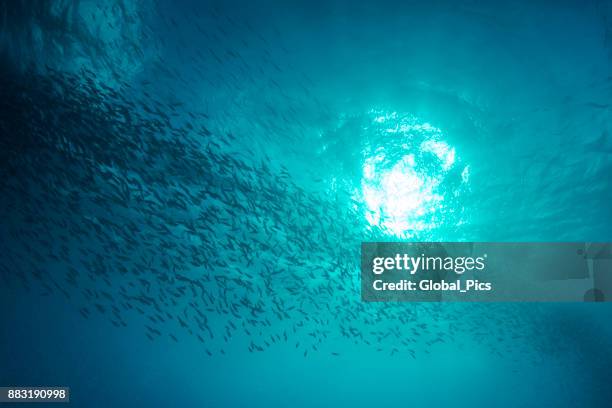 sunbeam en sardienen - palau, micronesia - ray fish stockfoto's en -beelden