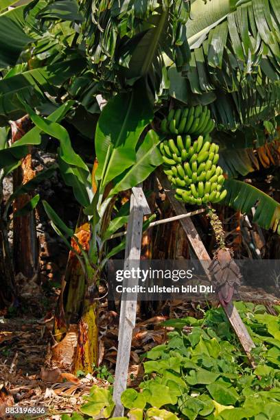 Fruchtstand einer Bananenstaude, Bananenplantage. Jardim do Mar, Insel Madeira, Portugal