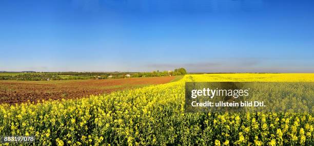 Ukraine, das Donezbecken, Kurzform Donbass, Gebiet Donezk, Gorlowka , Landschaft nahe der Stadt, ein Rapsfeld, Panoramabild