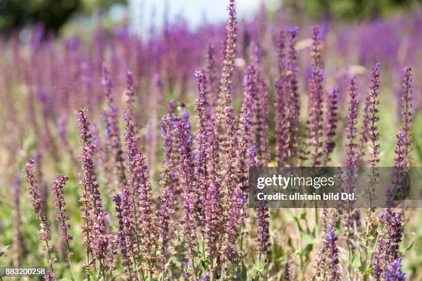 Lavendel im Berliner Mauerpark in Prenzlauer Berg