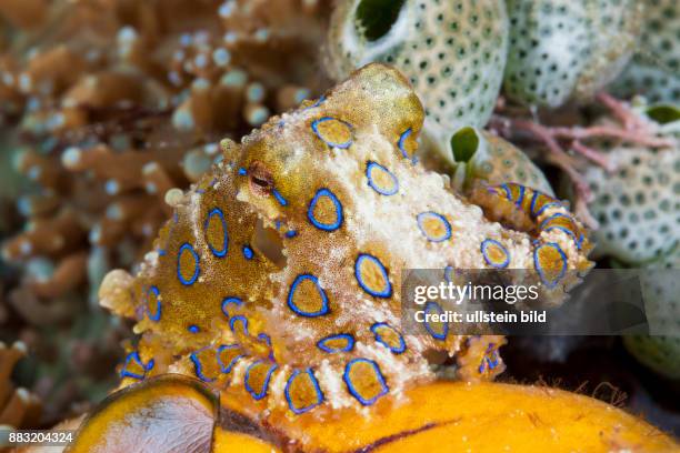 Poisonous Blue Ring Octopus, Hapalochlaena lunulata, Ambon, Moluccas, Indonesia