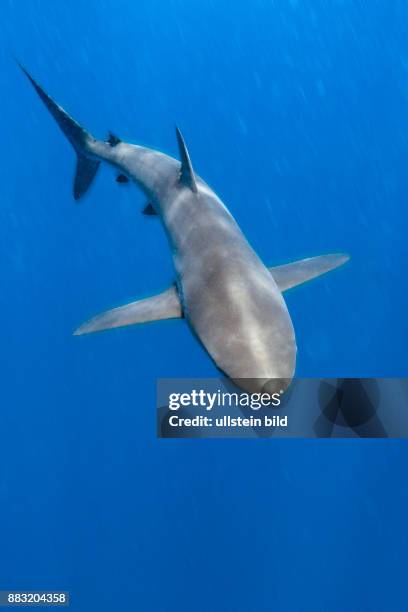 Silky Shark, Carcharhinus falciformis, Arch, Darwin Island, Galapagos, Ecuador