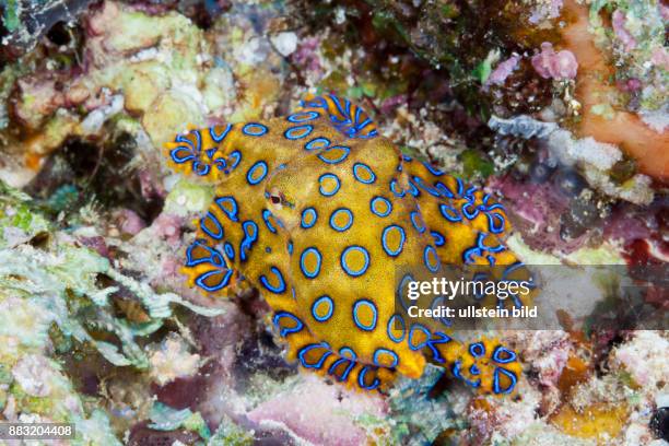 Poisonous Blue Ring Octopus, Hapalochlaena lunulata, Ambon, Moluccas, Indonesia