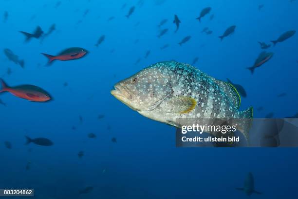 Leather Bass, Dermatolepis dermatolepis, Arch, Darwin Island, Galapagos, Ecuador