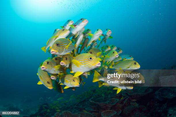 Shoal of Yellow-ribbon Sweetlips, Plectorhinchus polytaenia, Raja Ampat, West Papua, Indonesia