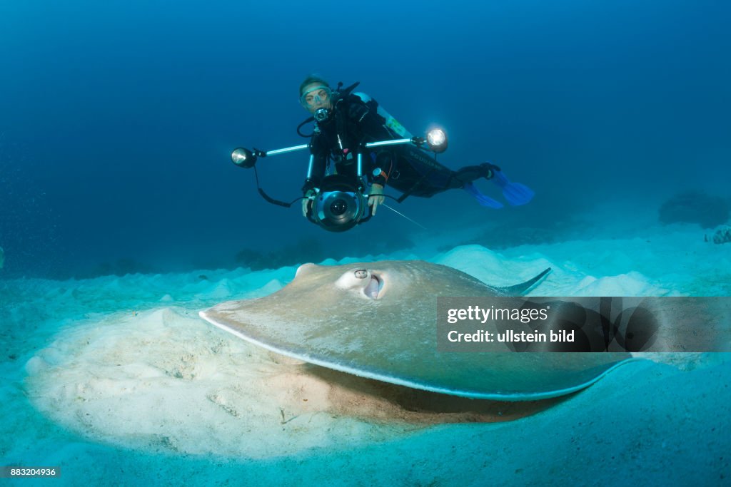 Pink Whipray, Himantura fai, Raja Ampat, West Papua, Indonesia