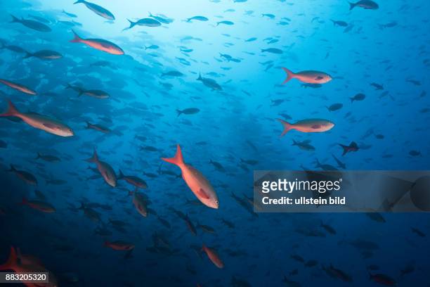 Shoal of Pacific Creolefish, Paranthias colonus, Arch, Darwin Island, Galapagos, Ecuador