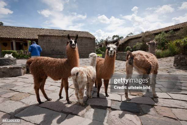 Lamas at Hacienda San Augustin de Callo, Lama glama, Cotopaxi National Park, Ecuador