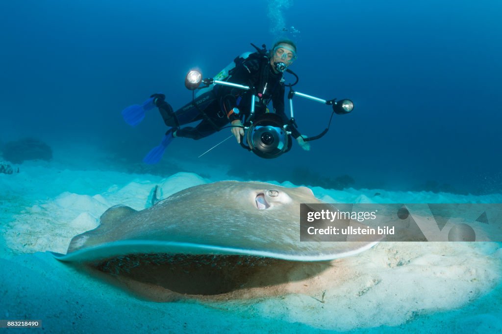 Pink Whipray, Himantura fai, Raja Ampat, West Papua, Indonesia