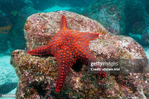 Knobby Starfish, Pentaceraster cumingi, Baltra Island, Galapagos, Ecuador
