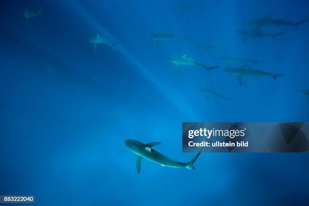 Silky Sharks, Carcharhinus falciformis, Arch, Darwin Island, Galapagos, Ecuador