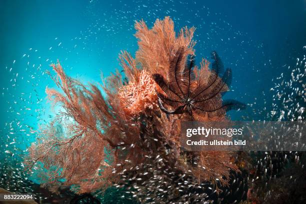 Pygmy Sweepers surrounding Coral Reef, Parapriacanthus ransonneti, Raja Ampat, West Papua, Indonesia