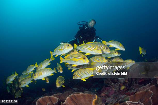 Shoal of Yellow-ribbon Sweetlips, Plectorhinchus polytaenia, Raja Ampat, West Papua, Indonesia