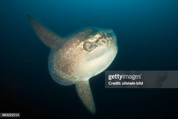 Ocean Sunfish, Mola mola, Punta Vicente Roca, Isabela Island, Galapagos, Ecuador