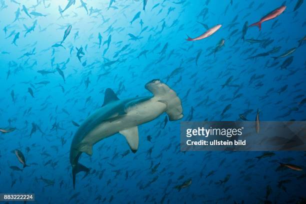 Scalloped Hammerhead Shark, Sphyrna lewini, Arch, Darwin Island, Galapagos, Ecuador