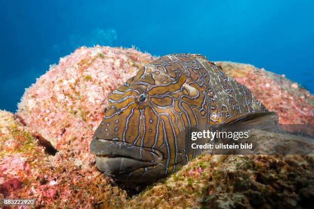 Giant Hawkfish, Cirrhitus rivulatus, Arch, Darwin Island, Galapagos, Ecuador