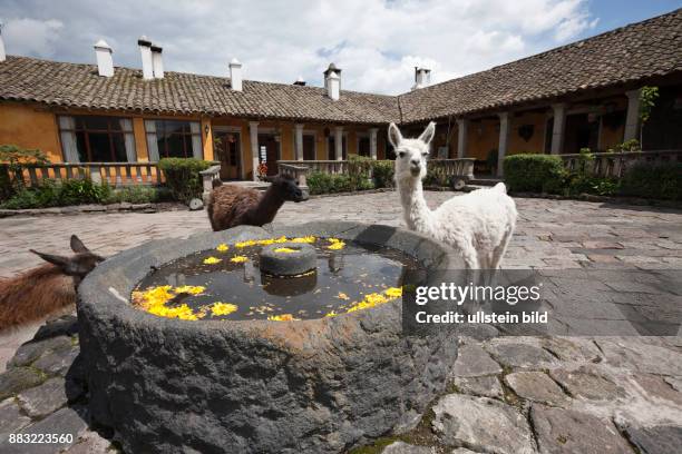 Lamas at Hacienda San Augustin de Callo, Lama glama, Cotopaxi National Park, Ecuador