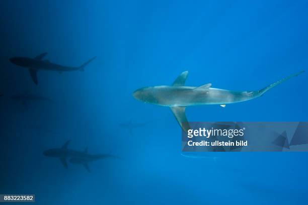 Silky Sharks, Carcharhinus falciformis, Arch, Darwin Island, Galapagos, Ecuador