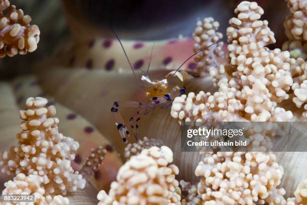 Commensal Shrimp in Sea Anemone, Periclimenes sp., Ambon, Moluccas, Indonesia