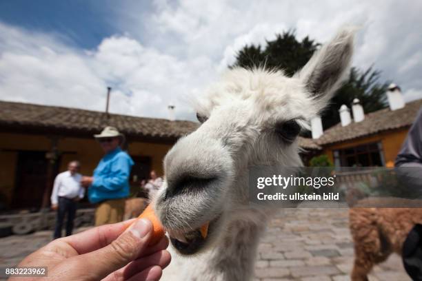 Lamas at Hacienda San Augustin de Callo, Lama glama, Cotopaxi National Park, Ecuador