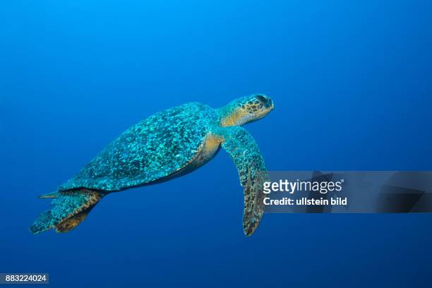 Green Sea Turtle, Chelonia mydas, Arch, Darwin Island, Galapagos, Ecuador