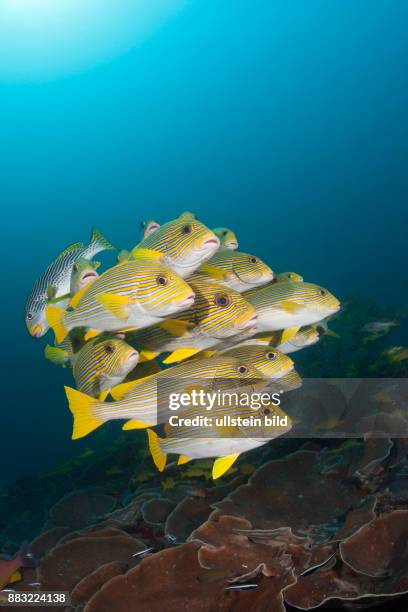 Shoal of Yellow-ribbon Sweetlips, Plectorhinchus polytaenia, Raja Ampat, West Papua, Indonesia