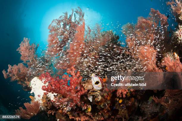 Pygmy Sweepers surrounding Coral Reef, Parapriacanthus ransonneti, Raja Ampat, West Papua, Indonesia